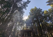 wooden yurt surrounded by tall evergreens with the sun shining through them